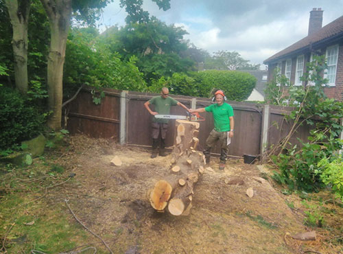 Tree Work - Arborist Sunderland