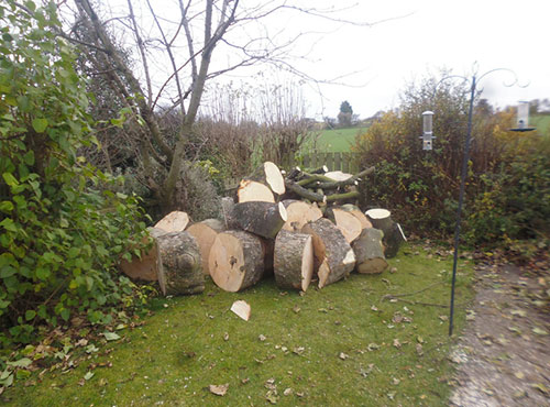 Tree Work - Arborist Sunderland